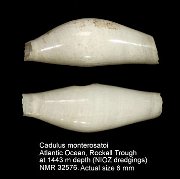 Cadulus monterosatoi